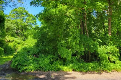 Lot 6 Daniels Rd 1