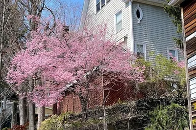 32 Mason Terrace #2 1