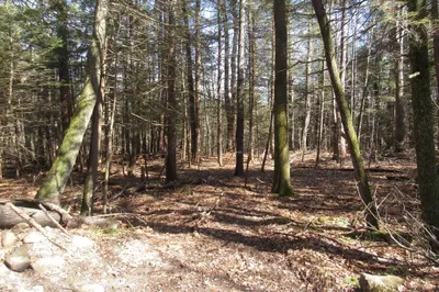 Lot 25 Lynes Road 1