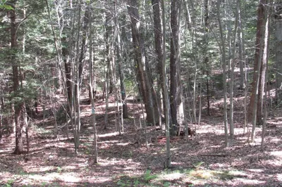 0065 Round Hill
