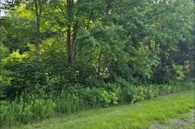 Lot 230-25 Stebbins 1