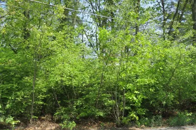 Lot 653 Farmington