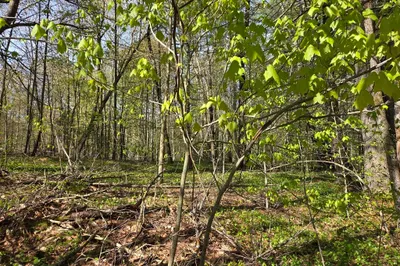 Lot 12w Chicopee Drive