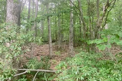 Lot 5 Richardson Rd 1