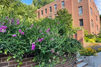 311 Tappan Street #1