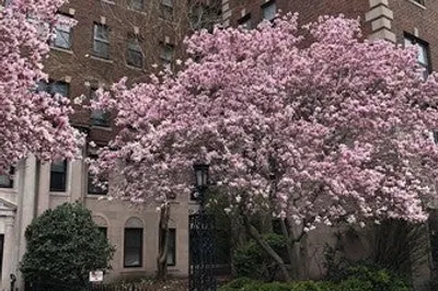 2003 Commonwealth Ave #16