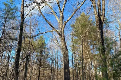 Lot B Brimfield Rd