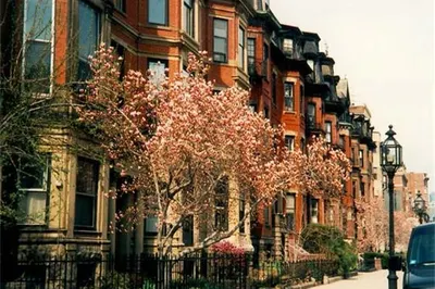 438 Marlborough Street #3 1