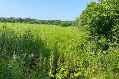 256 Pine St. (lot 4) St 1