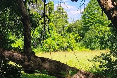 Lot 3 Holcomb Road 1