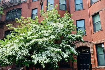 395 Marlborough St #8