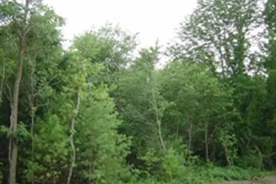0 B Street (.77 Acre Lot)