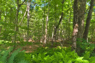 Lot 2 Holcomb Road 1