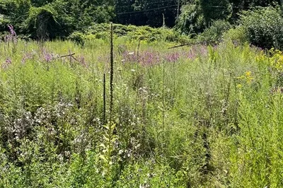 0 Morris St (lots 84, 85)