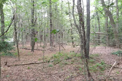 0 Damon Pond Rd 1