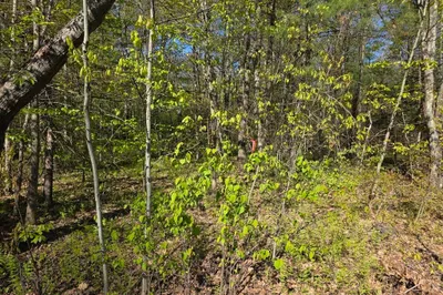 Lot 14 West St 1
