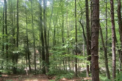 Lot 1 Pratt Corner Road 1